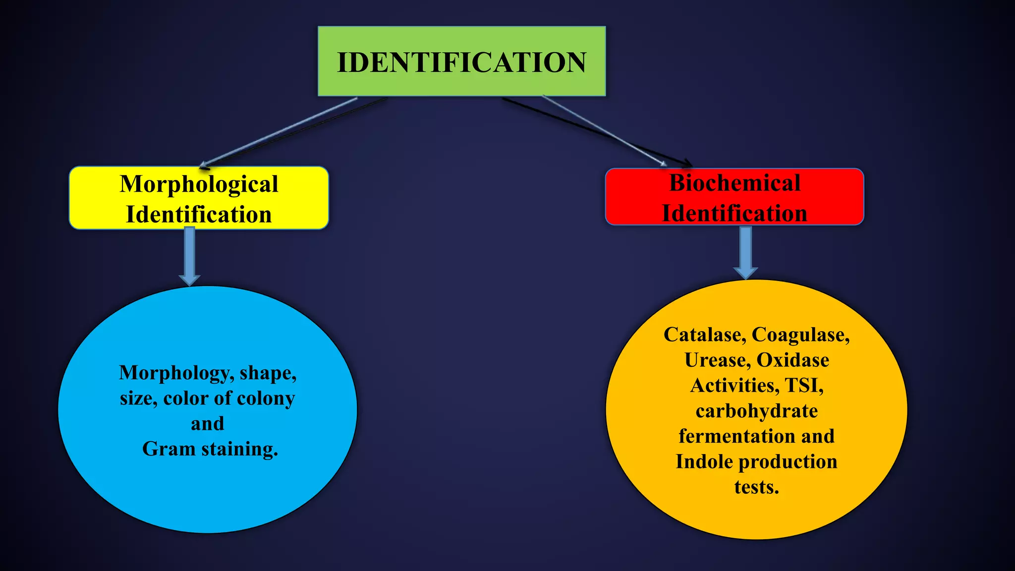IDENTIFICATION
Morphological
Identification
Biochemical
Identification
Morphology, shape,
size, color of colony
and
Gram staining.
Catalase, Coagulase,
Urease, Oxidase
Activities, TSI,
carbohydrate
fermentation and
Indole production
tests.
 
