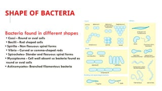 Comprehensive Overview of Microorganisms: Bacteria, Archaea, Viruses ...