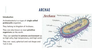 Comprehensive Overview of Microorganisms: Bacteria, Archaea, Viruses ...