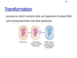 11
Transformation
• process by which bacteria take up fragments of naked DNA
and incorporate them into their genomes
103
 