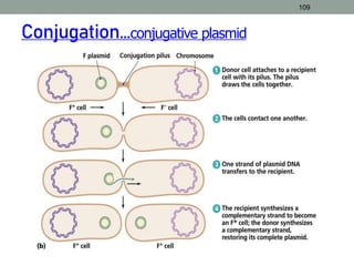 109
Conjugation…conjugative plasmid
 