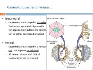 General properties of viruses…
118
2018
• Icosahedral
̶ capsomers are arranged in triangles
that form a symmetric figure with
the approximate outline of a sphere
̶ can be either enveloped or naked
• Helical
̶ capsomers are arranged in a hollow
coil that appears rod-shaped
̶ All human viruses with helical
nucleocapsid are enveloped
 