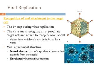 Viral Replication
129
Recognition of and attachment to the target
cell
• The 1st step during virus replication
• The virus must recognize an appropriate
target cell and attach to receptors on the cell
• determines which cells can be infected by a
virus
• Viral attachment structure
• Naked viruses: part of capsid or a protein that
extends from the capsid
• Enveloped viruses: glycoproteins
 