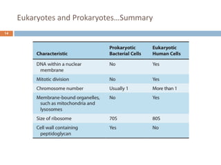 Eukaryotes and Prokaryotes…Summary
14
 