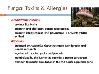 Fungal Toxins & Allergies
151
• Amanita mushrooms
• produce five toxins
• amanitin and phalloidin: potent hepatotoxins
• amanitin inhibit cellular RNA polymerase → prevents mRNA
synthesis
• Aflatoxins
• produced by Aspergillus flavus that cause liver damage and
tumors in animals
• ingested with spoiled grains and peanuts
• metabolized by the liver to the epoxide, a potent carcinogen
• Aflatoxin B1 induces a mutation in the p53 tumor suppressor gene
 