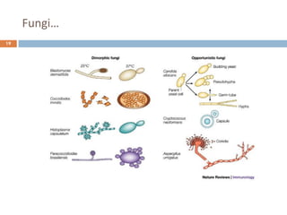 Fungi…
19
 