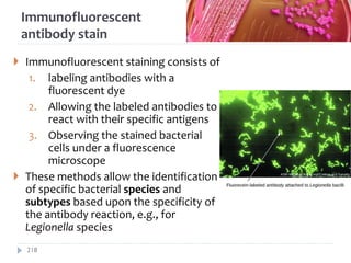 Immunofluorescent
antibody stain
 Immunofluorescent staining consists of
1. labeling antibodies with a
fluorescent dye
2. Allowing the labeled antibodies to
react with their specific antigens
3. Observing the stained bacterial
cells under a fluorescence
microscope
 These methods allow the identification
of specific bacterial species and
subtypes based upon the specificity of
the antibody reaction, e.g., for
Legionella species
218
 