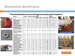 Biochemical identification
232
 