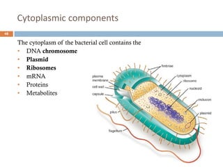 Cytoplasmic components
48
The cytoplasm of the bacterial cell contains the
• DNA chromosome
• Plasmid
• Ribosomes
• mRNA
• Proteins
• Metabolites
 