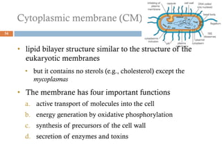 Cytoplasmic membrane (CM)
54
• lipid bilayer structure similar to the structure of the
eukaryotic membranes
• but it contains no sterols (e.g., cholesterol) except the
mycoplasmas
• The membrane has four important functions
a. active transport of molecules into the cell
b. energy generation by oxidative phosphorylation
c. synthesis of precursors of the cell wall
d. secretion of enzymes and toxins
 