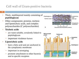 Cell wall of Gram-positive bacteria
56
• Thick, multilayered mainly consisting of
peptidoglycan
• Other components: proteins, teichoic
and lipoteichoic acids, and complex
polysaccharides (C polysaccharides)
• Teichoic acids
• are water-soluble, covalently linked to
peptidoglycan
• important virulence factors
• Lipoteichoic acids
• have a fatty acid and are anchored in
the cytoplasmic membrane
• important in serotyping
• promote attachment to other bacteria
and to specific receptors
 