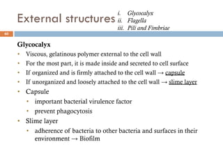 External structures
60
Glycocalyx
• Viscous, gelatinous polymer external to the cell wall
• For the most part, it is made inside and secreted to cell surface
• If organized and is firmly attached to the cell wall → capsule
• If unorganized and loosely attached to the cell wall → slime layer
• Capsule
• important bacterial virulence factor
• prevent phagocytosis
• Slime layer
• adherence of bacteria to other bacteria and surfaces in their
environment → Biofilm
i. Glycocalyx
ii. Flagella
iii. Pili and Fimbriae
 