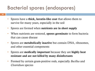 Bacterial spores (endospores)
64
• Spores have a thick, keratin-like coat that allows them to
survive for many years, especially in the soil
• Spores are formed when nutrients are in short supply
• When nutrients are restored, spores germinate to form bacteria
that can cause disease
• Spores are metabolically inactive but contain DNA, ribosomes,
and other essential components
• Spores are medically important because they are highly heat
resistant and are not killed by many disinfectants
• Formed by certain gram-positive rods, especially Bacillus and
Clostridium species
 