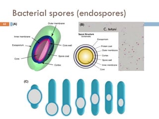 Bacterial spores (endospores)
65
C. tetani
 