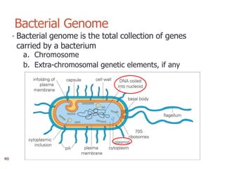 3
Bacterial Genome
• Bacterial genome is the total collection of genes
carried by a bacterium
a. Chromosome
b. Extra-chromosomal genetic elements, if any
90
 