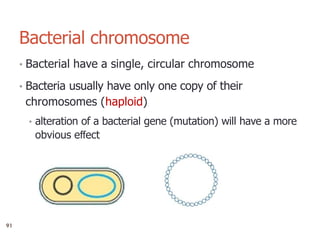 4
Bacterial chromosome
• Bacterial have a single, circular chromosome
• Bacteria usually have only one copy of their
chromosomes (haploid)
• alteration of a bacterial gene (mutation) will have a more
obvious eﬀect
91
 