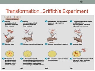 104
Transformation…Griffith’s Experiment
 