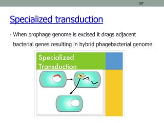 107
Specialized transduction
• When prophage genome is excised it drags adjacent
bacterial genes resulting in hybrid phagebacterial genome
 