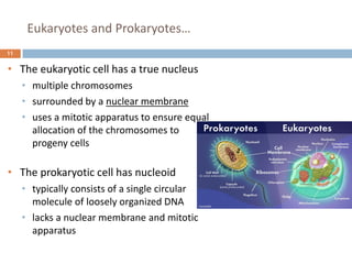 Eukaryotes and Prokaryotes…
11
• The eukaryotic cell has a true nucleus
• multiple chromosomes
• surrounded by a nuclear membrane
• uses a mitotic apparatus to ensure equal
allocation of the chromosomes to
progeny cells
• The prokaryotic cell has nucleoid
• typically consists of a single circular
molecule of loosely organized DNA
• lacks a nuclear membrane and mitotic
apparatus
 