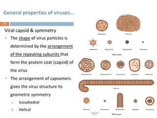 General properties of viruses…
117
Viral capsid & symmetry
• The shape of virus particles is
determined by the arrangement
of the repeating subunits that
form the protein coat (capsid) of
the virus
• The arrangement of capsomers
gives the virus structure its
geometric symmetry
a. Icosahedral
b. Helical
 