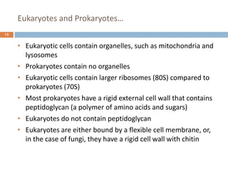Eukaryotes and Prokaryotes…
12
• Eukaryotic cells contain organelles, such as mitochondria and
lysosomes
• Prokaryotes contain no organelles
• Eukaryotic cells contain larger ribosomes (80S) compared to
prokaryotes (70S)
• Most prokaryotes have a rigid external cell wall that contains
peptidoglycan (a polymer of amino acids and sugars)
• Eukaryotes do not contain peptidoglycan
• Eukaryotes are either bound by a flexible cell membrane, or,
in the case of fungi, they have a rigid cell wall with chitin
 