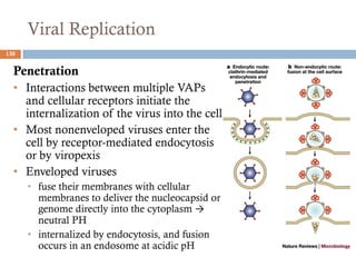 Viral Replication
130
Penetration
• Interactions between multiple VAPs
and cellular receptors initiate the
internalization of the virus into the cell
• Most nonenveloped viruses enter the
cell by receptor-mediated endocytosis
or by viropexis
• Enveloped viruses
• fuse their membranes with cellular
membranes to deliver the nucleocapsid or
genome directly into the cytoplasm →
neutral PH
• internalized by endocytosis, and fusion
occurs in an endosome at acidic pH
 