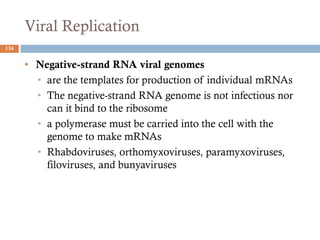 Viral Replication
134
• Negative-strand RNA viral genomes
• are the templates for production of individual mRNAs
• The negative-strand RNA genome is not infectious nor
can it bind to the ribosome
• a polymerase must be carried into the cell with the
genome to make mRNAs
• Rhabdoviruses, orthomyxoviruses, paramyxoviruses,
filoviruses, and bunyaviruses
 
