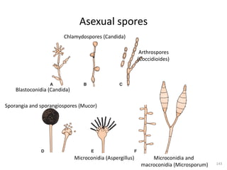 Asexual spores
143
Blastoconidia (Candida)
Chlamydospores (Candida)
Arthrospores
(Coccidioides)
Sporangia and sporangiospores (Mucor)
Microconidia (Aspergillus) Microconidia and
macroconidia (Microsporum)
 