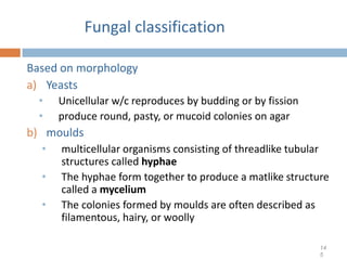 Fungal classification
Based on morphology
a) Yeasts
• Unicellular w/c reproduces by budding or by fission
• produce round, pasty, or mucoid colonies on agar
b) moulds
• multicellular organisms consisting of threadlike tubular
structures called hyphae
• The hyphae form together to produce a matlike structure
called a mycelium
• The colonies formed by moulds are often described as
filamentous, hairy, or woolly
14
5
 