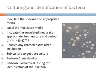 Culturing and identification of bacteria
1. Inoculate the specimen on appropriate
media
2. Label the inoculated media
3. Incubate the inoculated media at an
appropriate temperature and period
(mostly 35-370C)
4. Read colony characteristics after
incubation
5. Sub-culture to get pure culture
6. Perform Gram staining
7. Perform Biochemical testing for
identification of the bacteria
230
 