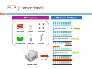 PCR (Conventional)
237
 