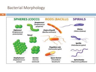 Bacterial Morphology
46
 
