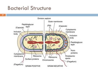 Bacterial Structure
47
 