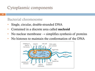Cytoplasmic components
49
Bacterial chromosome
• Single, circular, double-stranded DNA
• Contained in a discrete area called nucleoid
• No nuclear membrane → simplifies synthesis of proteins
• No histones to maintain the conformation of the DNA
 