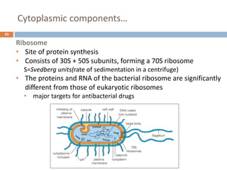 Cytoplasmic components…
52
Ribosome
• Site of protein synthesis
• Consists of 30S + 50S subunits, forming a 70S ribosome
S=Svedberg units(rate of sedimentation in a centrifuge)
• The proteins and RNA of the bacterial ribosome are significantly
different from those of eukaryotic ribosomes
• major targets for antibacterial drugs
 