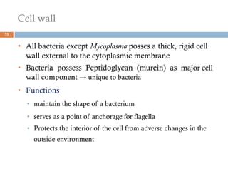 Cell wall
55
• All bacteria except Mycoplasma posses a thick, rigid cell
wall external to the cytoplasmic membrane
• Bacteria possess Peptidoglycan (murein) as major cell
wall component → unique to bacteria
• Functions
• maintain the shape of a bacterium
• serves as a point of anchorage for flagella
• Protects the interior of the cell from adverse changes in the
outside environment
 