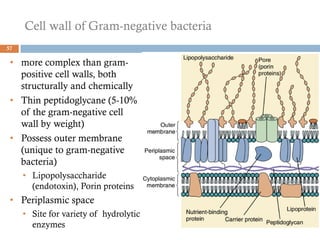Cell wall of Gram-negative bacteria
57
• more complex than gram-
positive cell walls, both
structurally and chemically
• Thin peptidoglycane (5-10%
of the gram-negative cell
wall by weight)
• Possess outer membrane
(unique to gram-negative
bacteria)
• Lipopolysaccharide
(endotoxin), Porin proteins
• Periplasmic space
• Site for variety of hydrolytic
enzymes
 