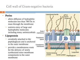 Cell wall of Gram-negative bacteria
58
• Porins
• allow diffusion of hydrophilic
molecules less than 700 Da in
mass through the membrane
• restricts entry of large and
hydrophobic molecules
including many antimicrobials
• Lipoprotein
• covalently attached to the
peptidoglycan and is anchored
in the outer membrane
• provide a membranous route
for the delivery of newly
synthesized outer membrane
components to the outer
membrane
 