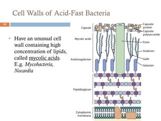 Cell Walls of Acid-Fast Bacteria
59
• Have an unusual cell
wall containing high
concentration of lipids,
called mycolic acids.
E.g. Mycobacteria,
Nocardia
 
