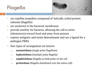 Flagella
61
• are ropelike propellers composed of helically coiled protein
subunits (flagellin)
• are anchored in the bacterial membranes
• provide motility for bacteria, allowing the cell to swim
(chemotaxis) toward food and away from poisons
• express antigenic and strain determinants and are a ligand for a
pathogen PRRs
• four types of arrangement are known
a) monotrichous (single polar flagellum)
b) lophotrichous (multiple polar flagella)
c) amphitrichous (flagella at both poles of the cell
d) peritrichous (flagella distributed over the entire cell)
 