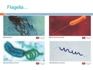 Flagella…
62
 