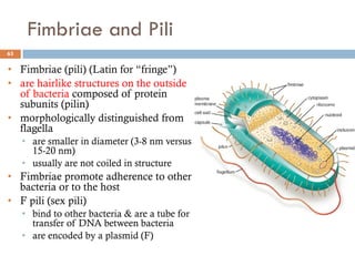 Fimbriae and Pili
63
• Fimbriae (pili) (Latin for “fringe”)
• are hairlike structures on the outside
of bacteria composed of protein
subunits (pilin)
• morphologically distinguished from
flagella
• are smaller in diameter (3-8 nm versus
15-20 nm)
• usually are not coiled in structure
• Fimbriae promote adherence to other
bacteria or to the host
• F pili (sex pili)
• bind to other bacteria & are a tube for
transfer of DNA between bacteria
• are encoded by a plasmid (F)
 