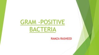 gram positive bacteria powerpoint presentation