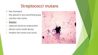 Streptococci mutans
 Non-hemolytic
 Not placed in any Lancefield group
 rod-like with chains
 Causes:
 subacute bacterial endocarditis
 dental caries (tooth decay)
 Inhabits the human oral cavity
 
