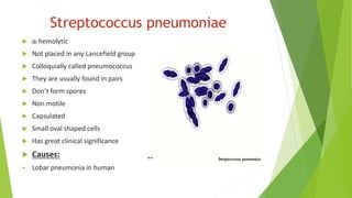 Streptococcus pneumoniae
 α-hemolytic
 Not placed in any Lancefield group
 Colloquially called pneumococcus
 They are usually found in pairs
 Don’t form spores
 Non motile
 Capsulated
 Small oval shaped cells
 Has great clinical significance
 Causes:
 Lobar pneumonia in human
xnbn
mbnn
 