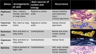 Genus Arrangements
of cells
Main sources of
carbon and
energy
Occurrence
Peptococc
us
Pairs, clusters,
tetrads, and short
or long chains
Peptone or amino
acids
Human intestine
and respiratory
tract;
Clinical specimens
Peptostrept
ococcus
Pair, short or long
chains
Peptone or amino
acids
Human clinical
specimens
Ruminoco
ccus
Pairs and short or
long chains
Carbohydrates Bovine and ovine
rumen; animal
ceca
Coprococc
us
Pairs and short or
long chains
Carbohydrates Human feces
Sarcina Cubical packets of
eight cells
Carbohydrates Soil; mud; cereals
grains; diseased
human stomachs
 