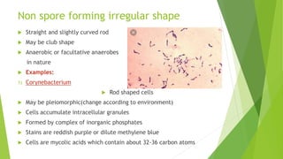 Non spore forming irregular shape
 Straight and slightly curved rod
 May be club shape
 Anaerobic or facultative anaerobes
in nature
 Examples:
1) Corynebacterium
 Rod shaped cells
 May be pleiomorphic(change according to environment)
 Cells accumulate intracellular granules
 Formed by complex of inorganic phosphates
 Stains are reddish purple or dilute methylene blue
 Cells are mycolic acids which contain about 32-36 carbon atoms
 