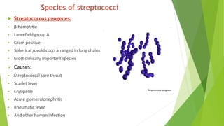 Species of streptococci
 Streptococcus pyogenes:
 β-hemolytic
 Lancefield group A
 Gram positive
 Spherical /ovoid cocci arranged in long chains
 Most clinically important species
 Causes:
 Streptococcal sore throat
 Scarlet fever
 Erysipelas
 Acute glomerulonephritis
 Rheumatic fever
 And other human infection
fogs
 