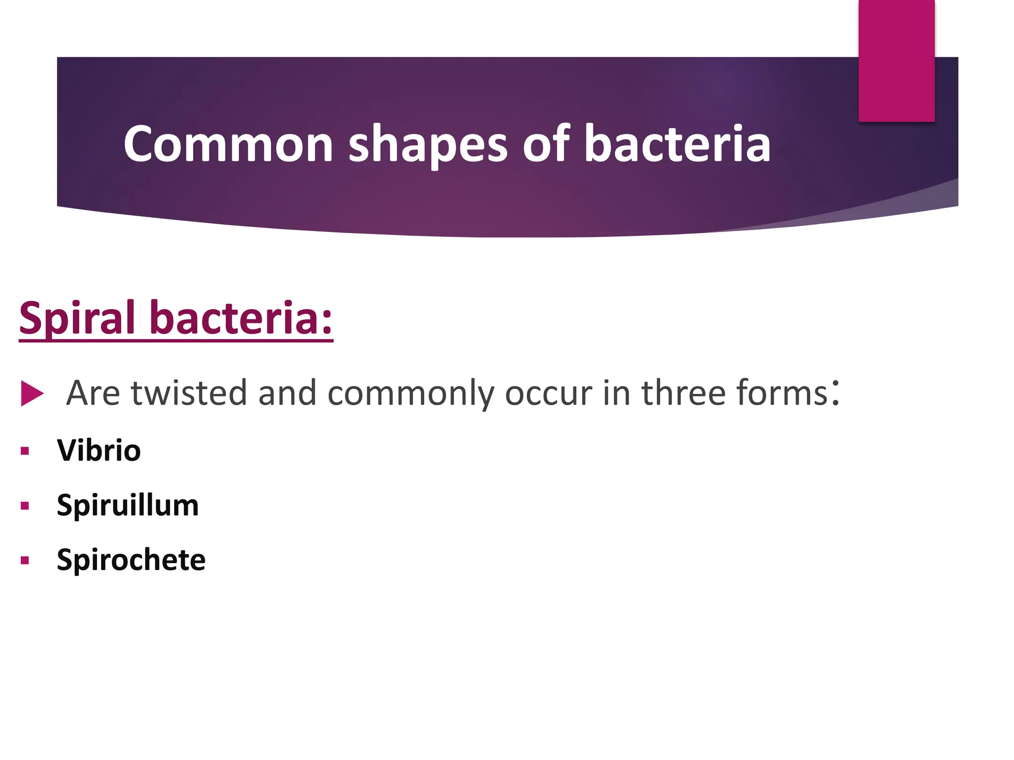 Common shapes of bacteria
Spiral bacteria:
 Are twisted and commonly occur in three forms:
 Vibrio
 Spiruillum
 Spirochete
 