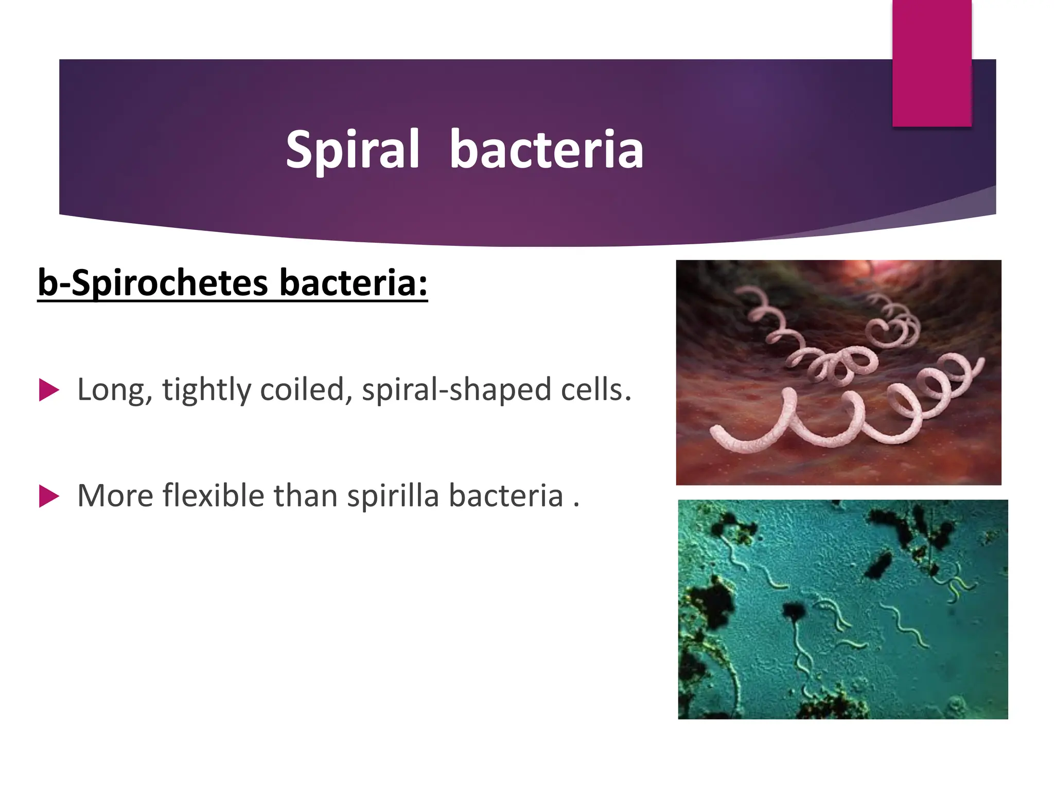 Spiral bacteria
b-Spirochetes bacteria:
 Long, tightly coiled, spiral-shaped cells.
 More flexible than spirilla bacteria .
 
